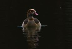 Nilgans (3 von 4).jpg